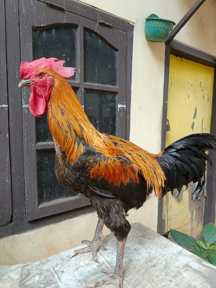 Ayam pelung cianjur