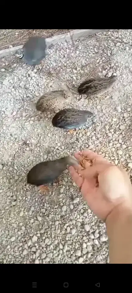 puyuh batu indukan
