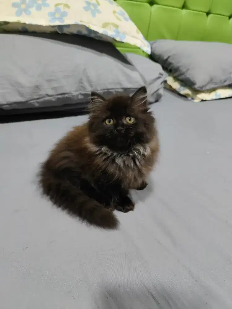 Kucing persia kitten jangan black smoke