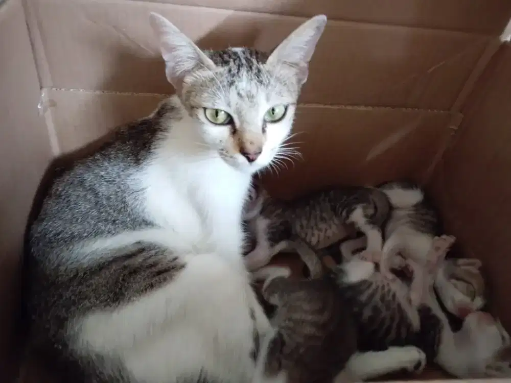 KUCING BETINA & 4 KITTEN