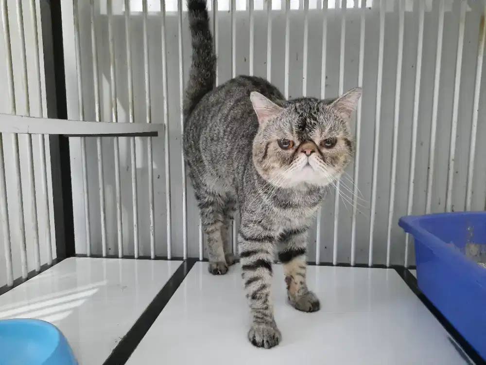 Kucing Exotic Shorthair