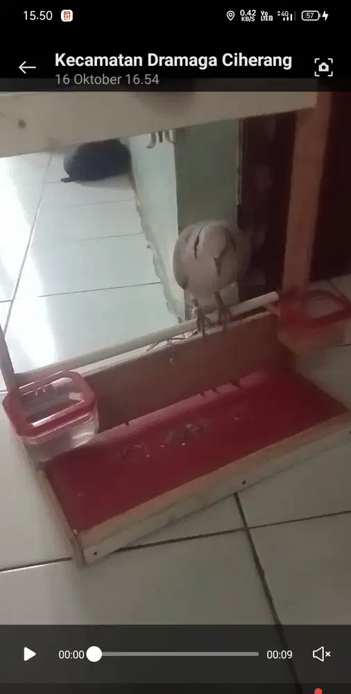Burung puter Dederuk