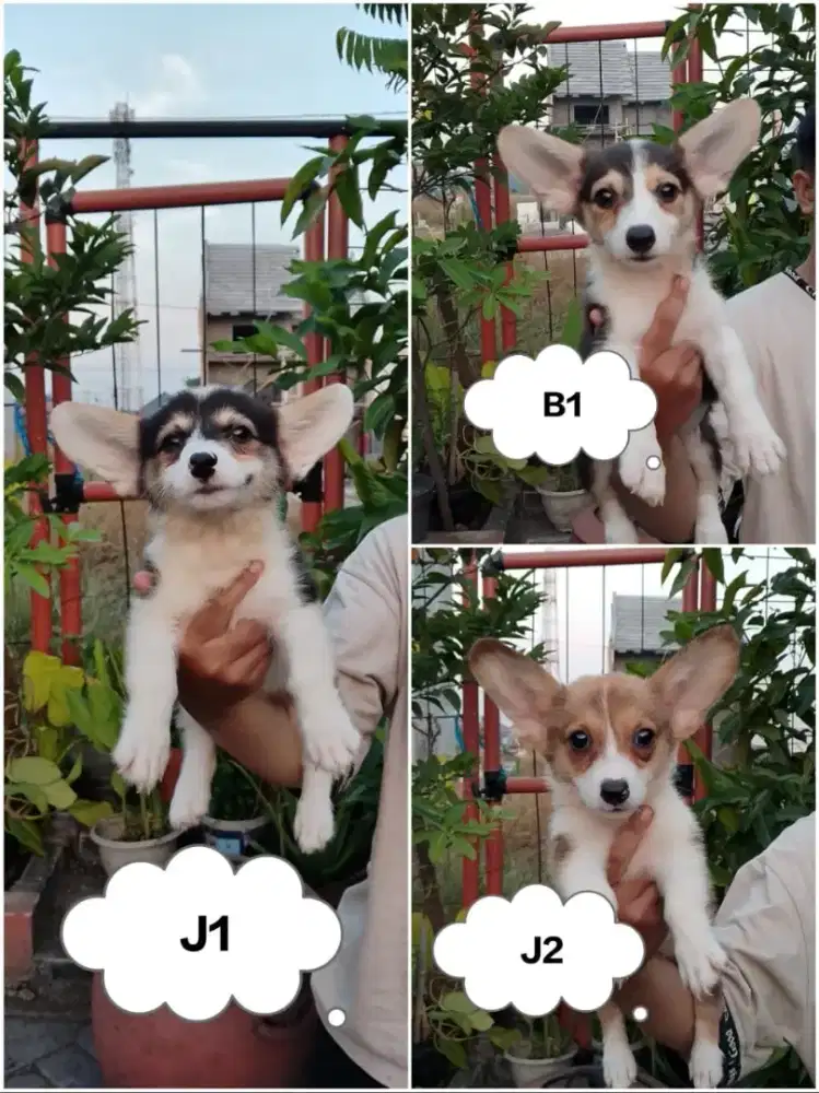 Jual puppys corgi