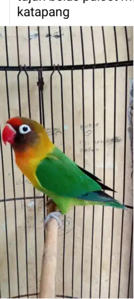 Burung LB jantan mulus