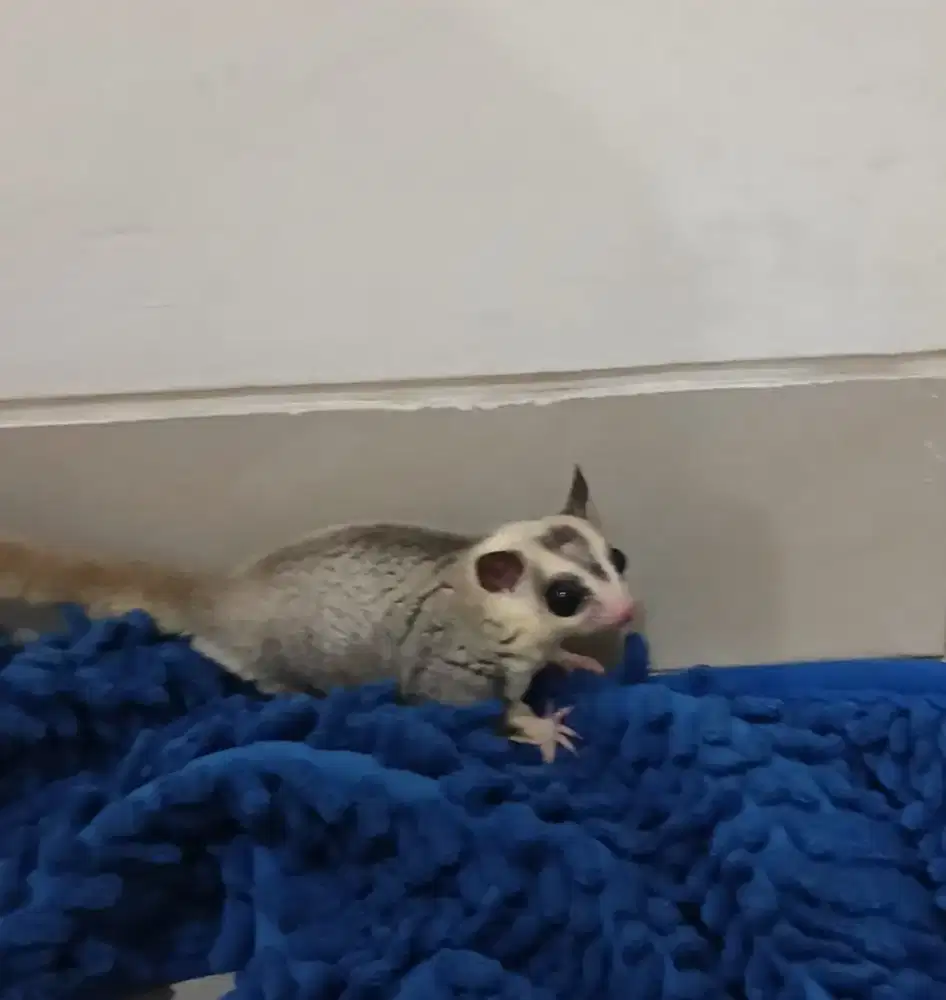 Sugar glider moz jantan