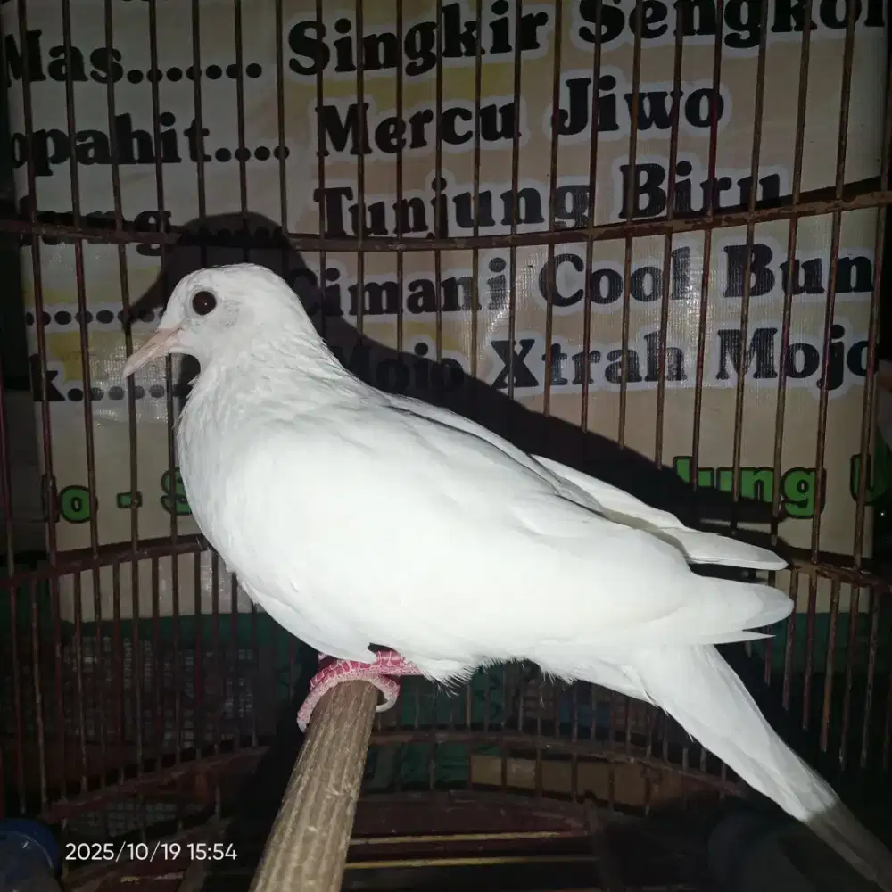 Tekukur albino jantan