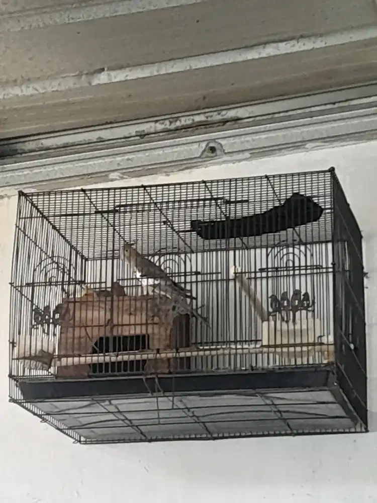 Burung Falk jodoan mulus