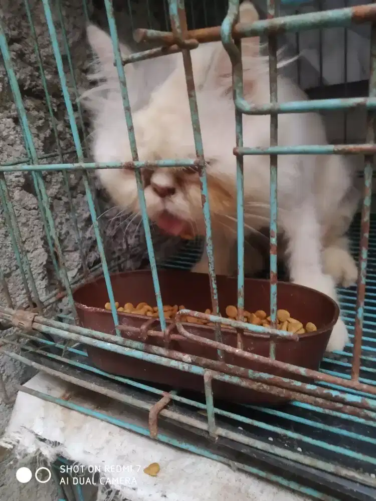 Di lepas Peaknose