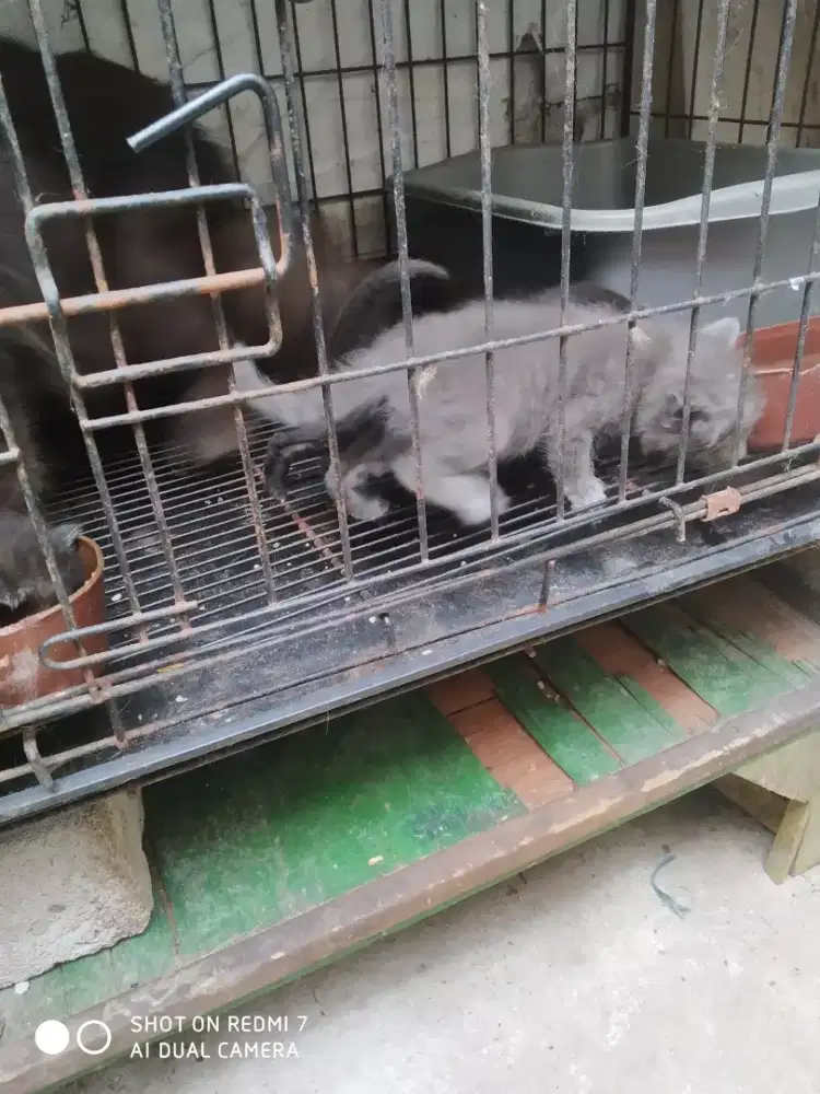Di lepas kitten persia
