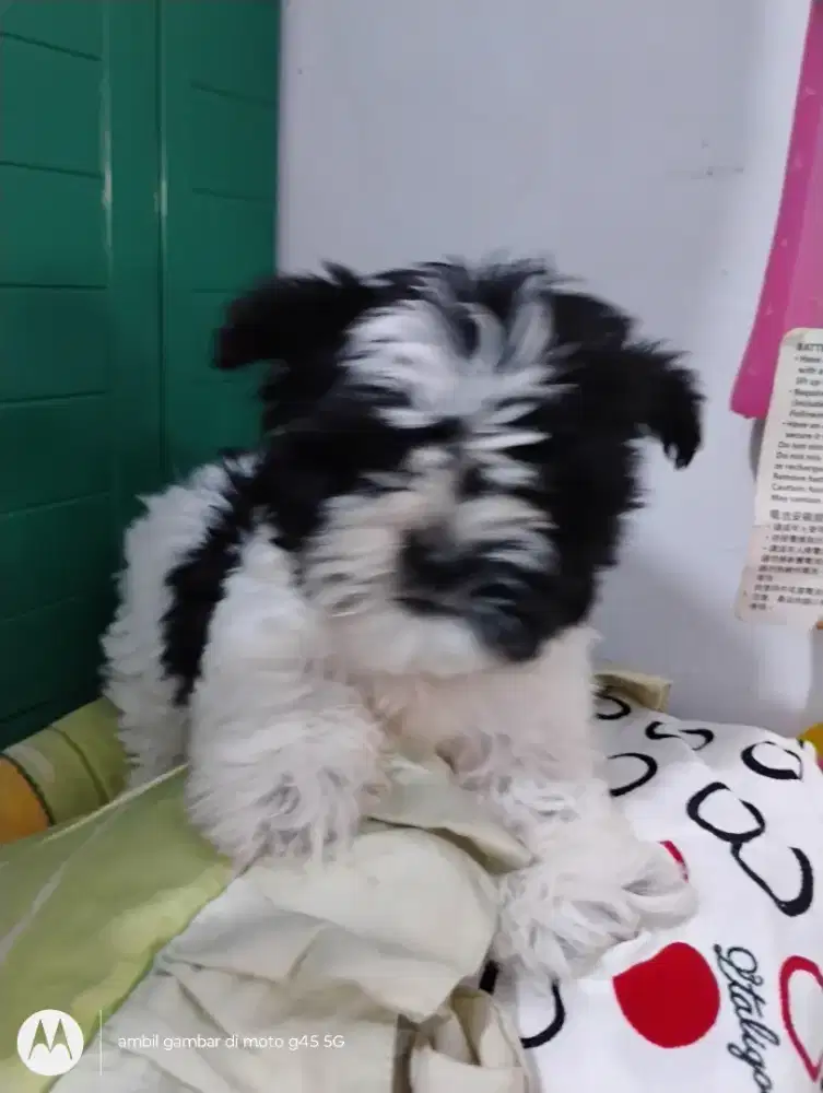 Anjing Shipo Betina 2 bulan kaki pendek