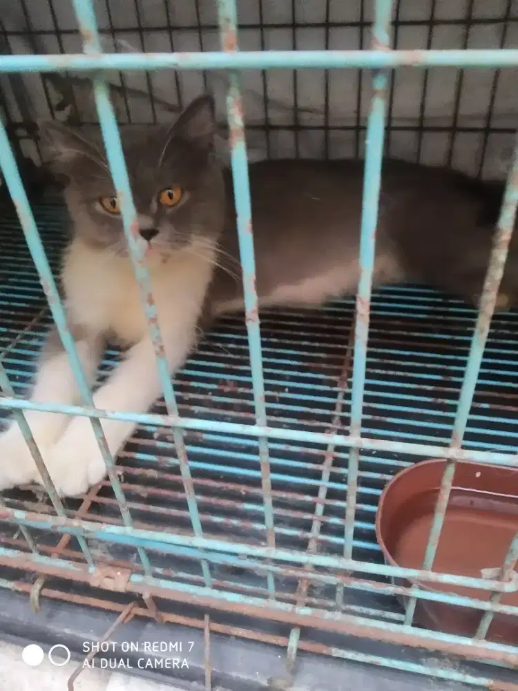 Di lepas kucing persia mix bsh