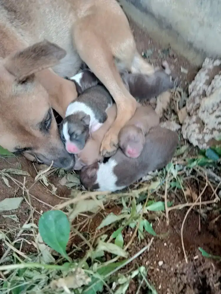 Anak anjing Kintamani mix Lokal