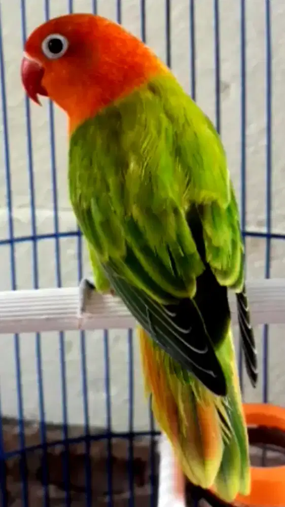 BURUNG LOVEBIRD BIOLA KEPALA MERAH  PEDAS NGEKEK