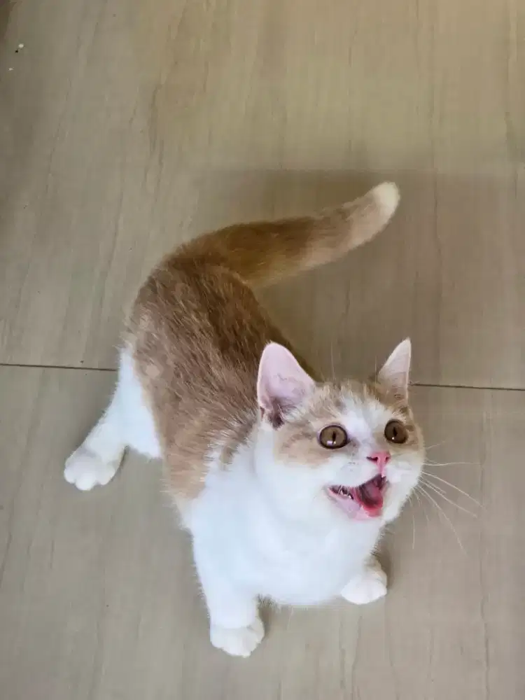Kucing british shorthsir bsh british shorthair
