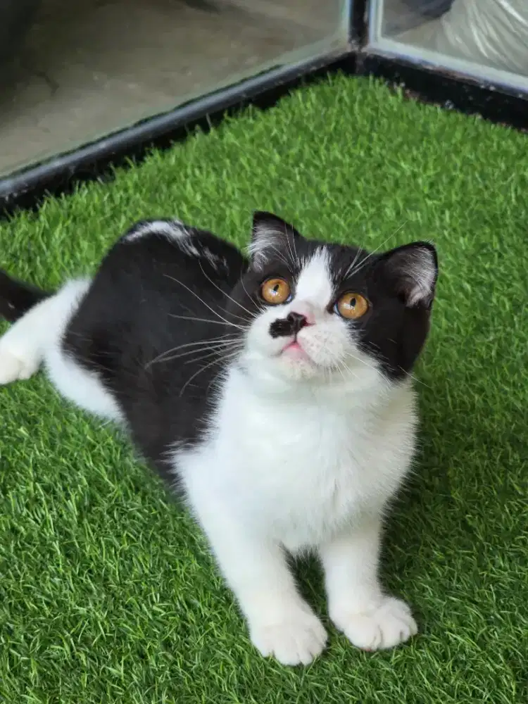 Kucing british shorthair x scotish fold