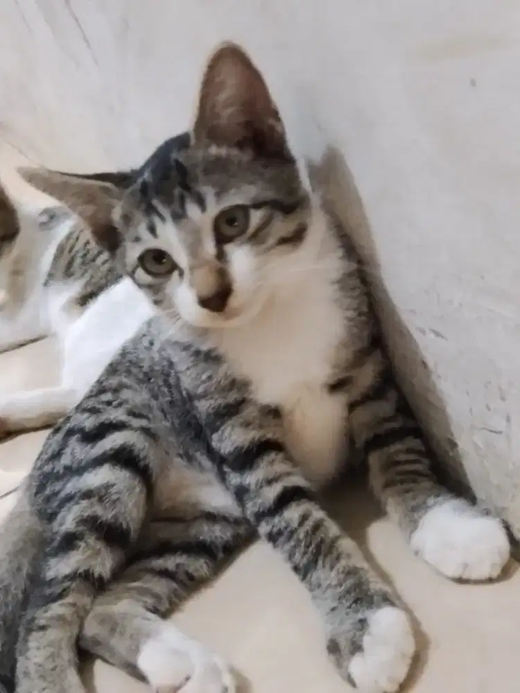 KITTEN MIXDOME 2 BETINA