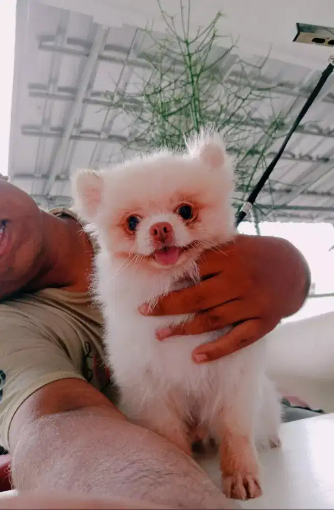 Grooming anjing panggilan
