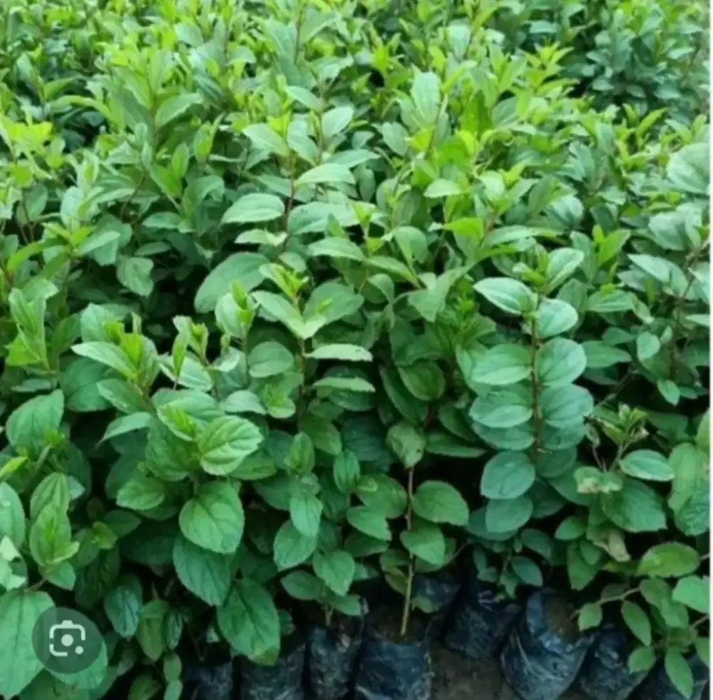 Bibit daun Bidara Arab siap tanam asli