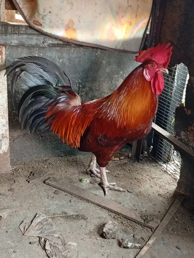 Ayam Jantan F3 Brugo