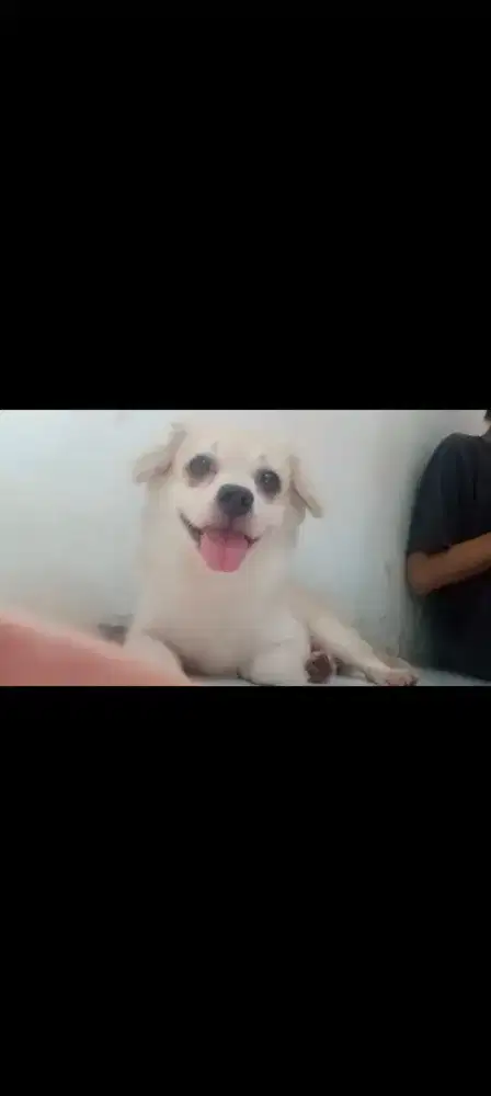 Dijual Anjing Jantan