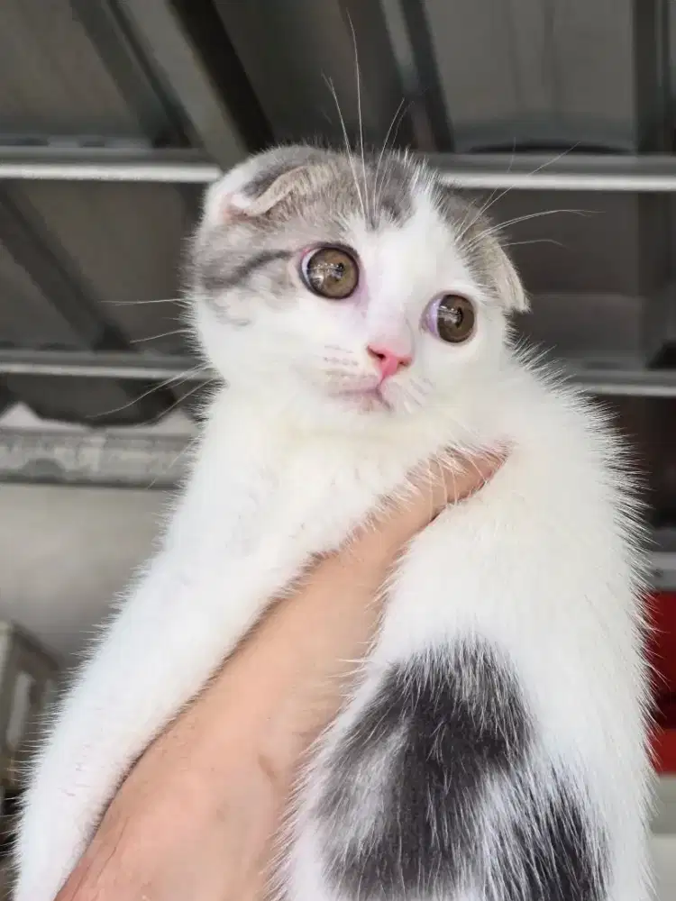 Kucing british shorthair x scotish fold