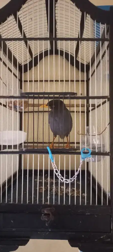 jalak kebo udh berisik,jual burung nya ajja