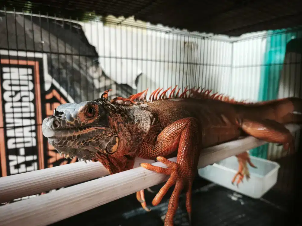 IGUANA RED DRAGON