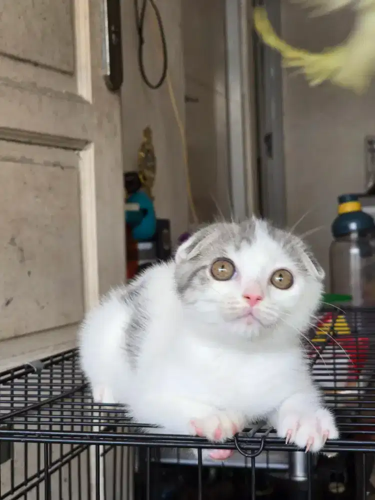 Kucing scotish fold triple fold cantik