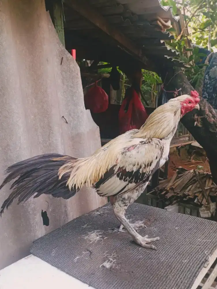Ayam bangkok mangon