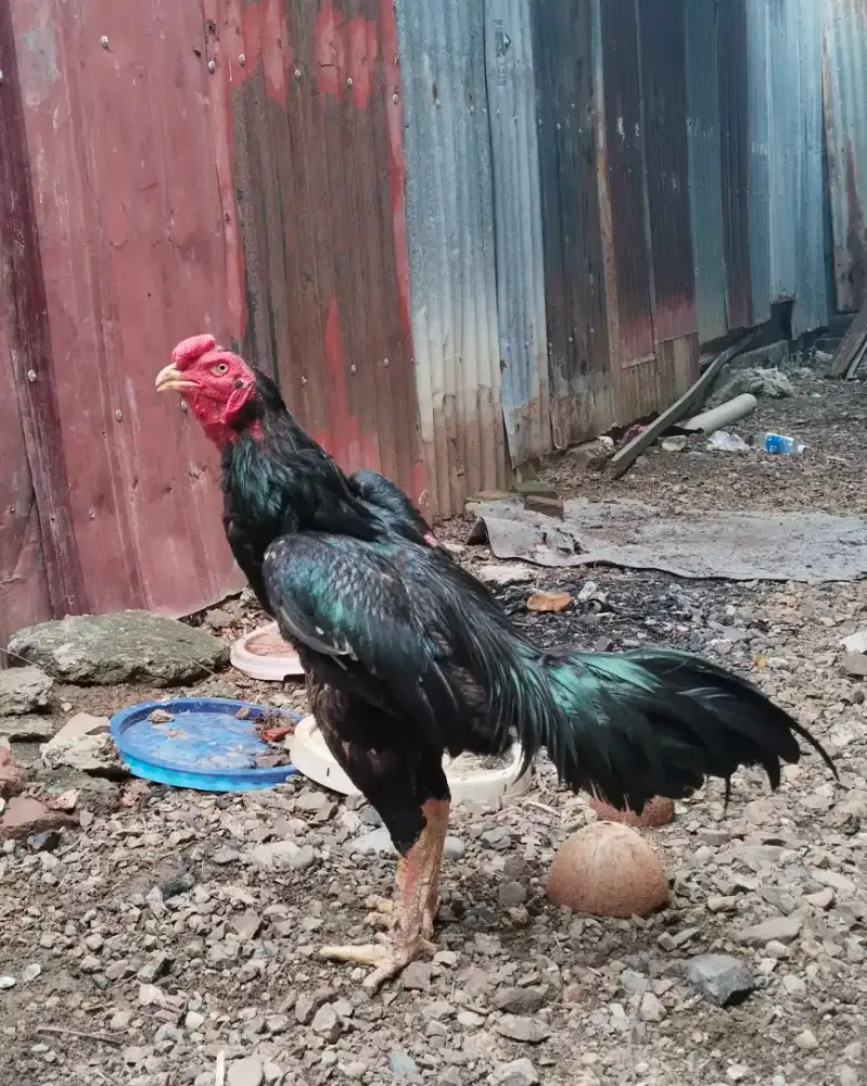 BL Ayam Black Bull x Ganoi CP