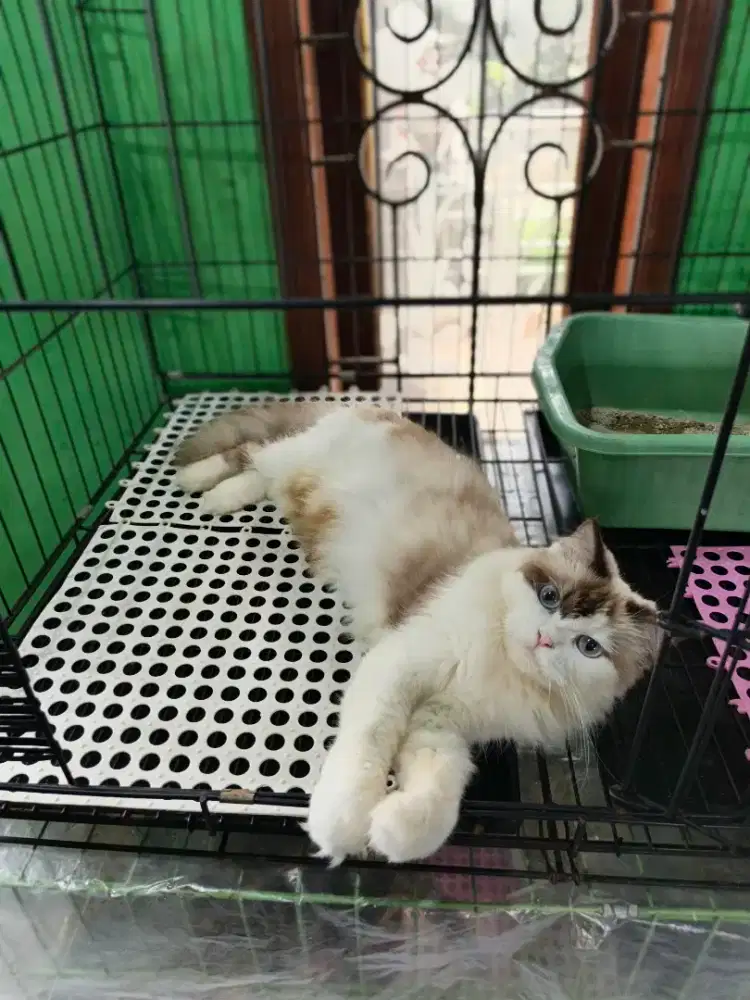 Kucing ragdoll betina