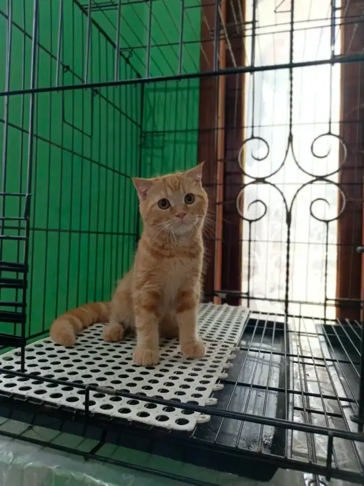 Scottish single fold