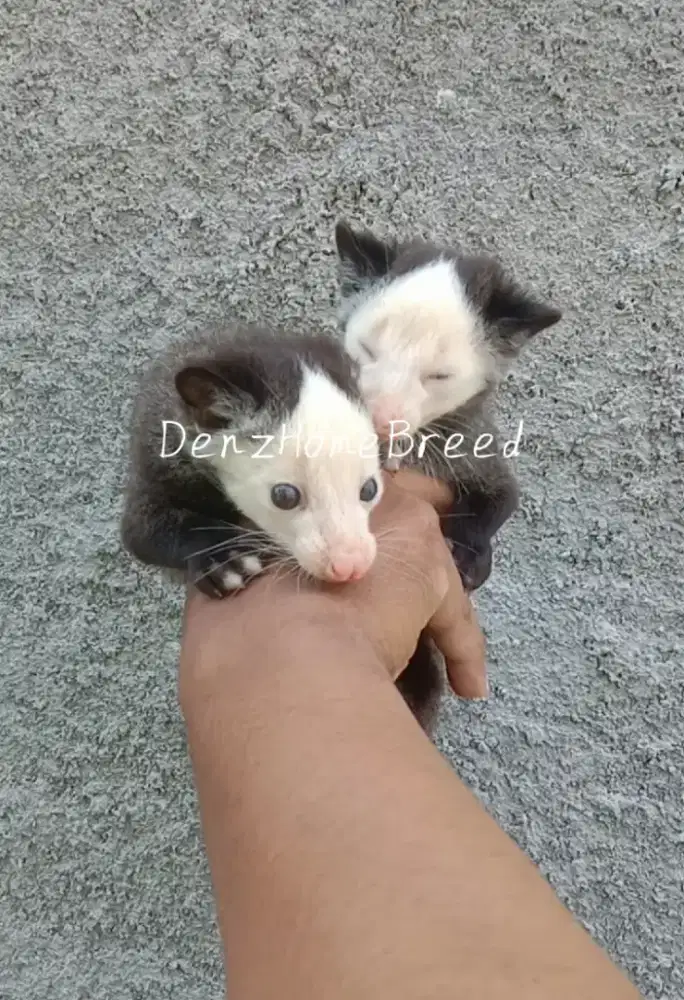 Musang Mozaik 2ekor