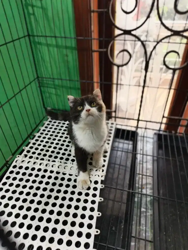 Scottish single fold