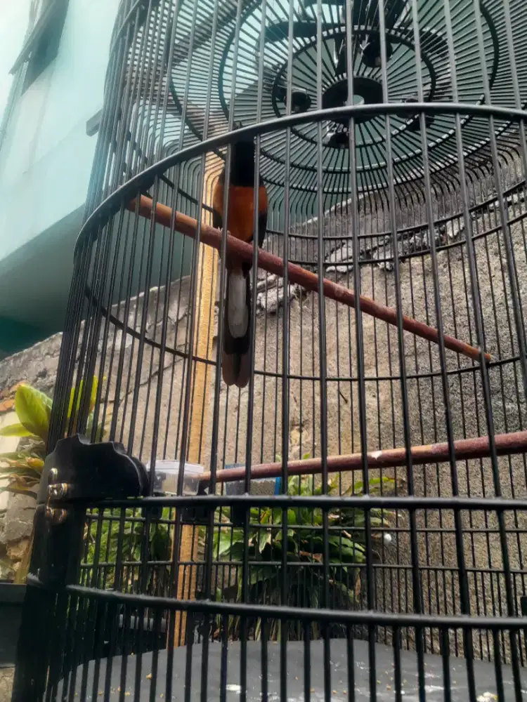 Murai batu medan