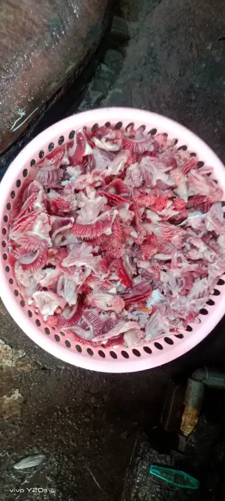 Pakan alternatif ikan lele