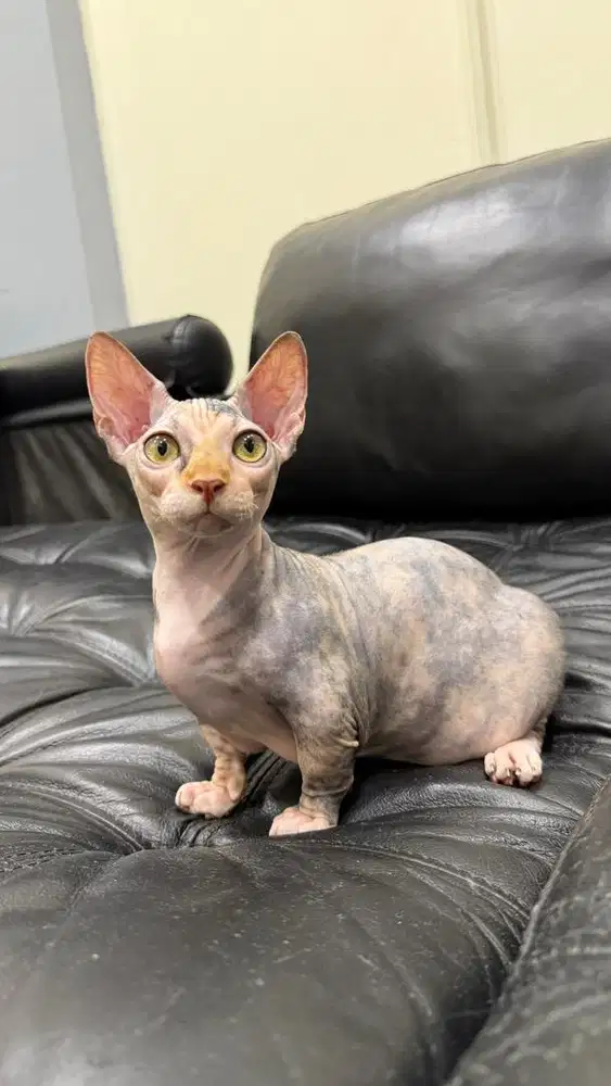 Kucing sphynx bambino betina