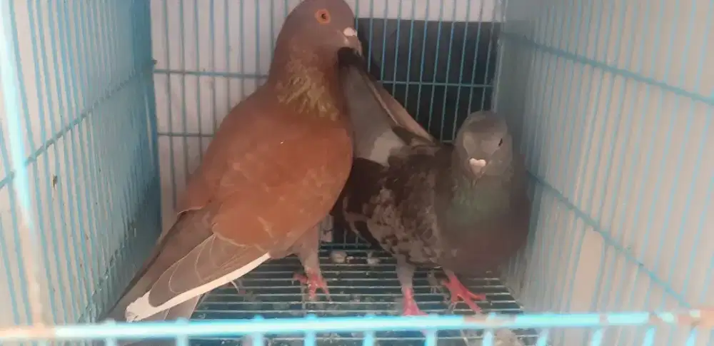 Sepasang merpati giring