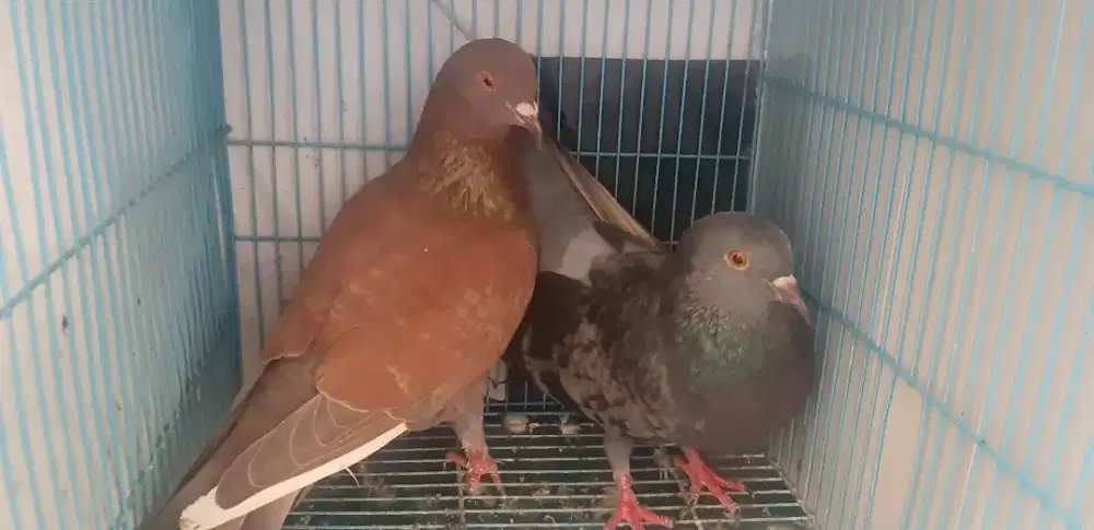 Sepasang merpati giring