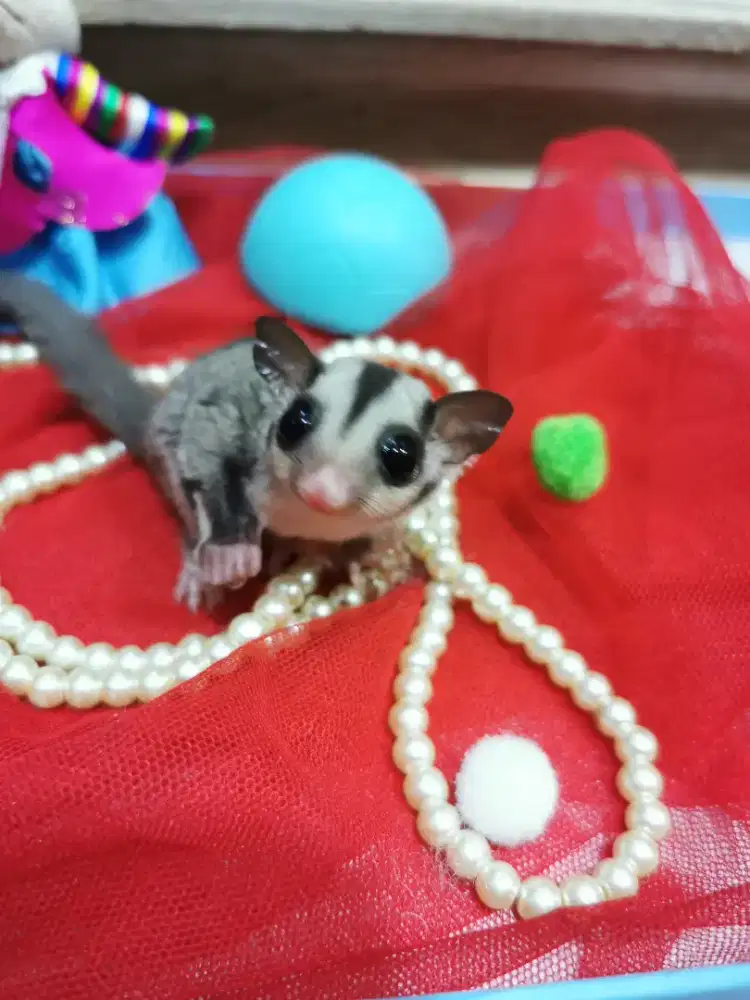 Sugar glider joy