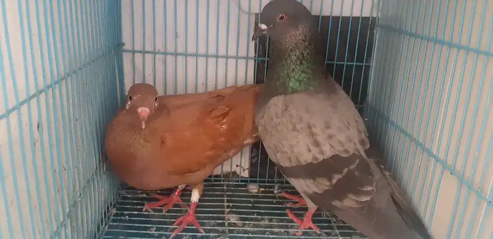 Sepasang merpati