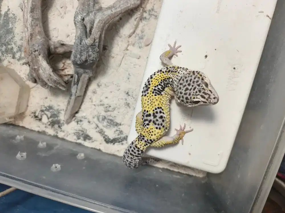 Gecko Jinak Lucu