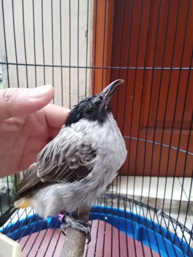 burung kutilang kapas jantan jitot
