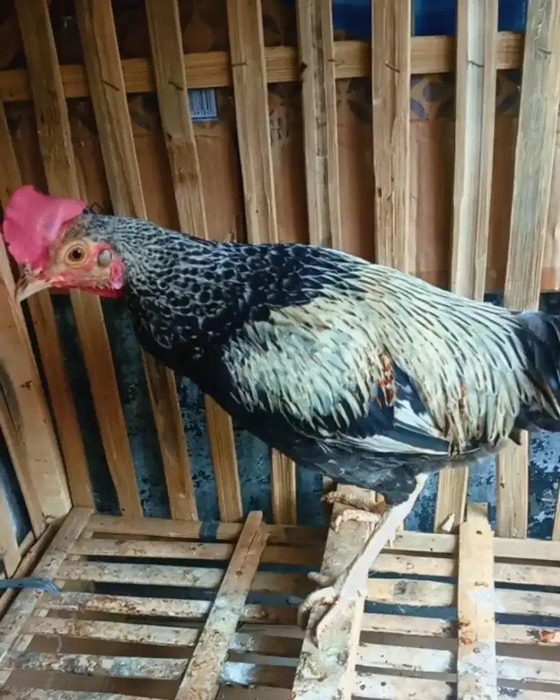 Ayam bekisar widu