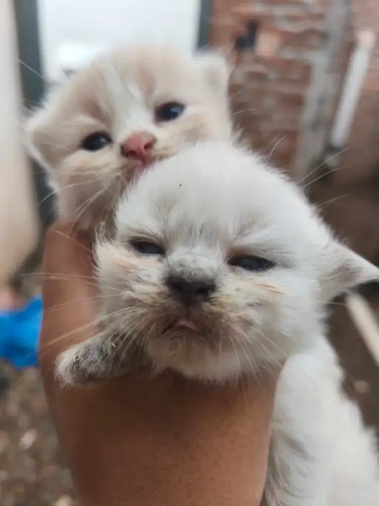 Open Adopt Kucing Kitten