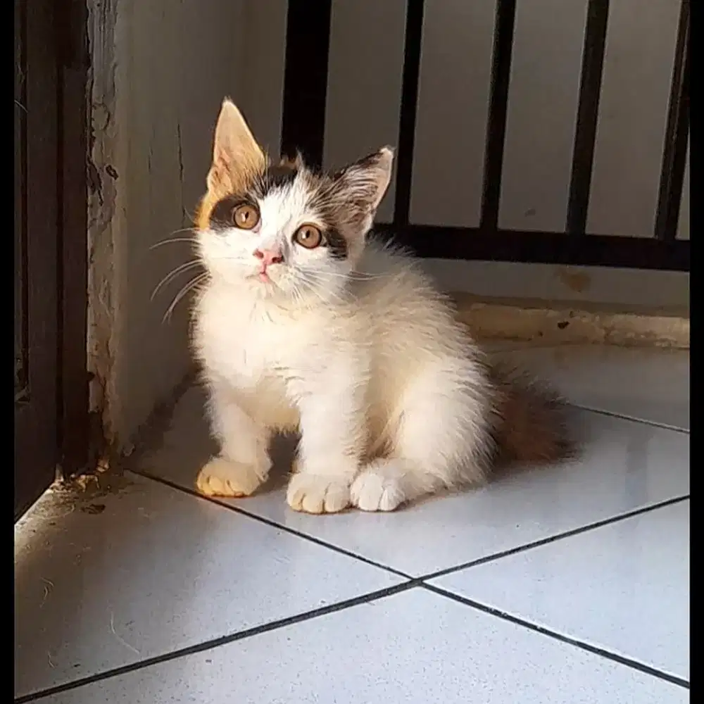 Munchkin betina