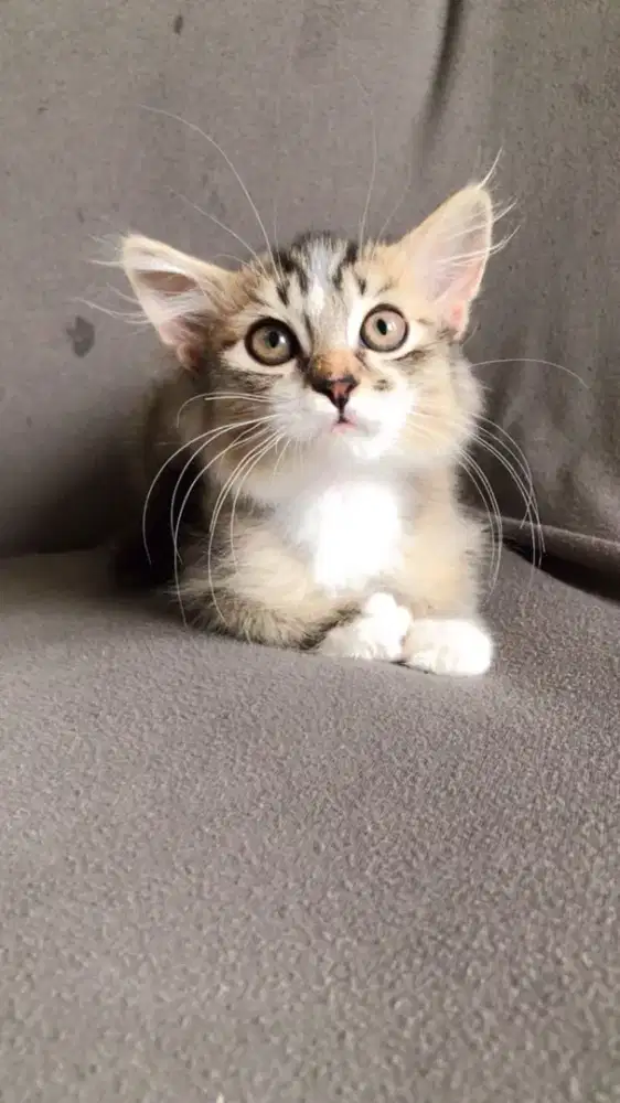 Kucing persia black tabby