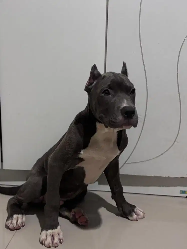 Pitbul x bully xxl