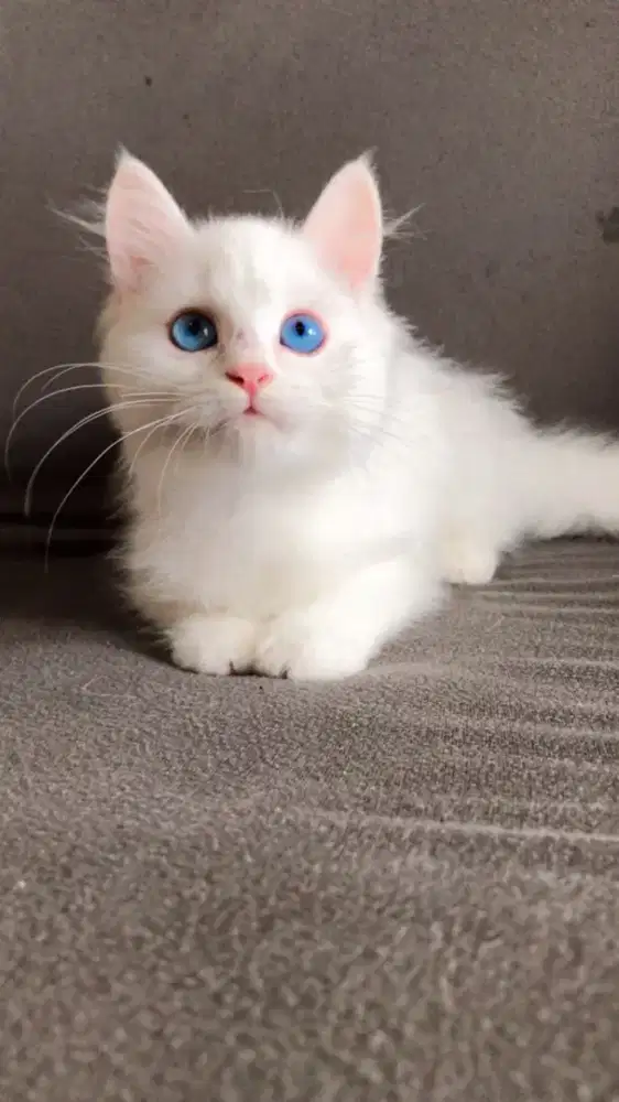 Kucing persia putih