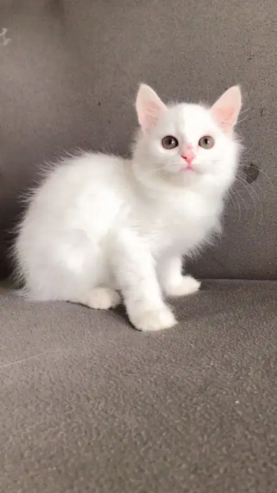 Kucing persia putih